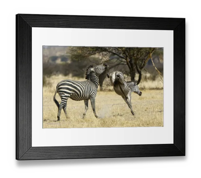 Framed Print : Plains Zebra, Ruaha National Park, Tanzania Framed Print : Plains Zebra, Ruaha National Park, Tanzania
