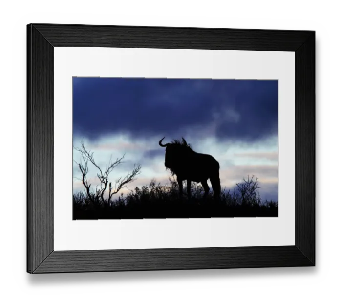 Framed Print : Blue Wildebeest, Kgalagadi Transfrontier NP, RSA Framed Print : Blue Wildebeest, Kgalagadi Transfrontier NP, RSA