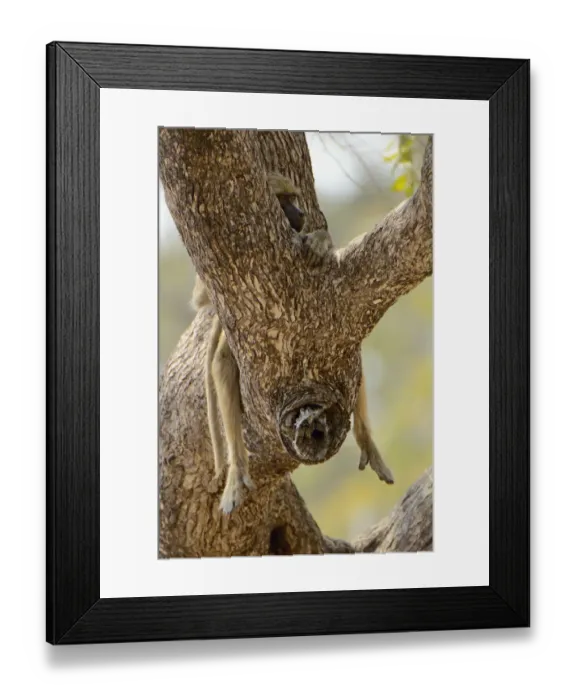 Framed Print : Yellow Baboon, South Luangwa NP, Zambia