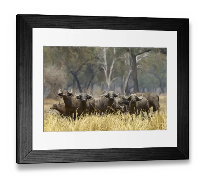 Framed Print : Cape Buffalo, South Luangwa NP, Zambia Framed Print : Cape Buffalo, South Luangwa NP, Zambia