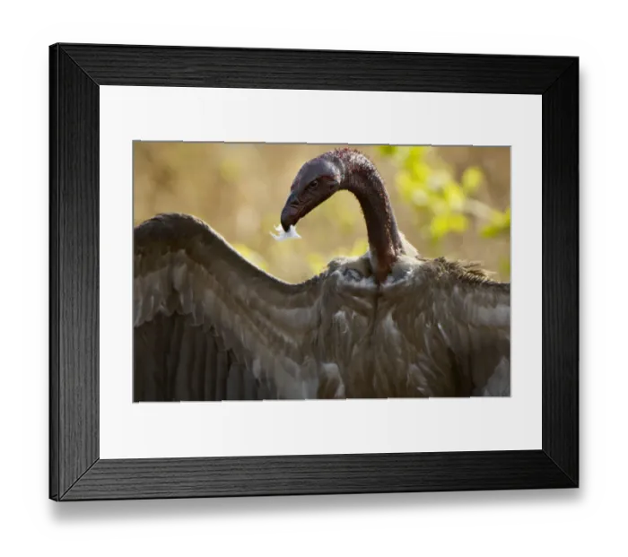 Framed Print : White-backed Vulture, Katavi NP, Tanzania