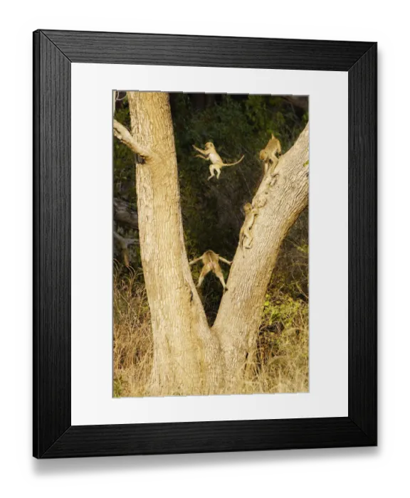 Framed Print : Yellow baboons, South Luangwa NP, Zambia