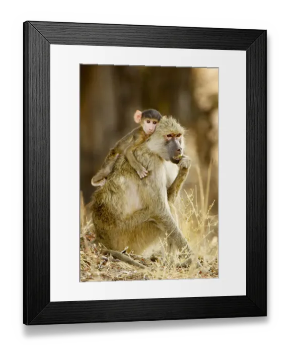 Framed Print : Yellow Baboon, South Luangwa NP, Zambia Framed Print : Yellow Baboon, South Luangwa NP, Zambia