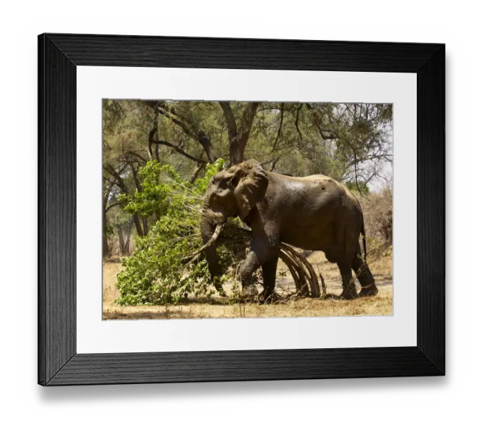 Framed Print : African Elephant, Mana Pools NP, Zimbabwe Framed Print : African Elephant, Mana Pools NP, Zimbabwe