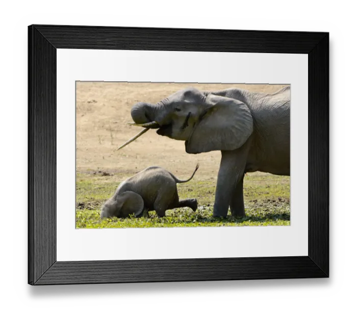 Framed Print : African Elephant, Mana Pools NP, Zimbabwe Framed Print : African Elephant, Mana Pools NP, Zimbabwe
