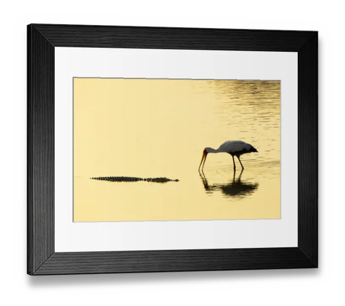 Framed Print : Crocodile & Yellow-billed Stork, South Luangwa NP
