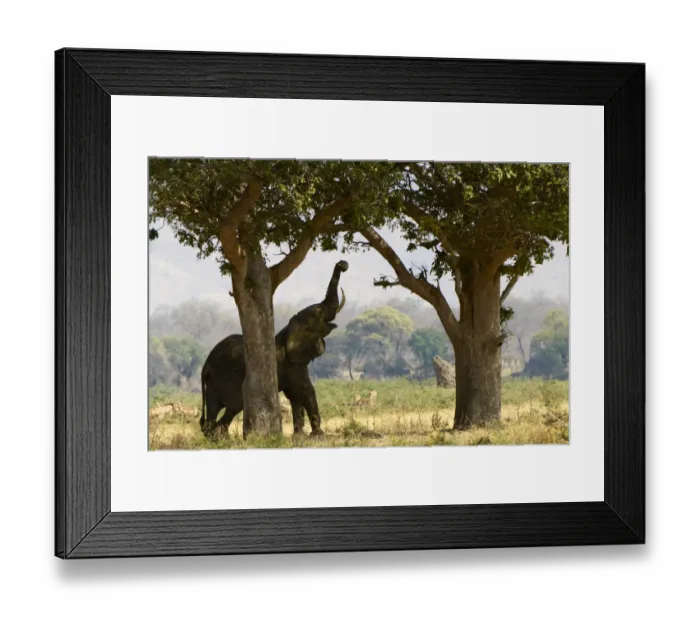 Framed Print : African elephant, Mana Pools NP, Zimbabwe Framed Print : African elephant, Mana Pools NP, Zimbabwe