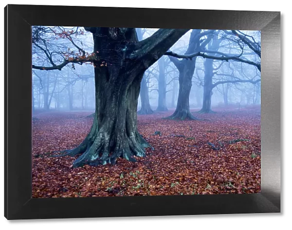 Oak trees woodland, Hertfordshire, England