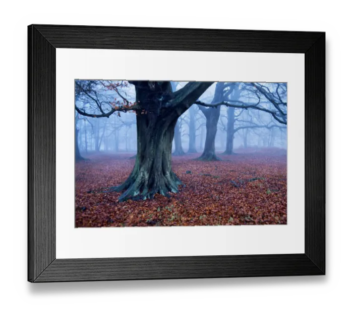 Framed Print : Oak trees woodland, Hertfordshire, England Framed Print : Oak trees woodland, Hertfordshire, England