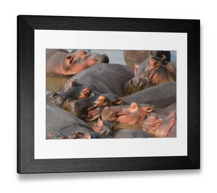 Framed Print : Hippopotamus, South Luangwa National Park, Zambia Framed Print : Hippopotamus, South Luangwa National Park, Zambia