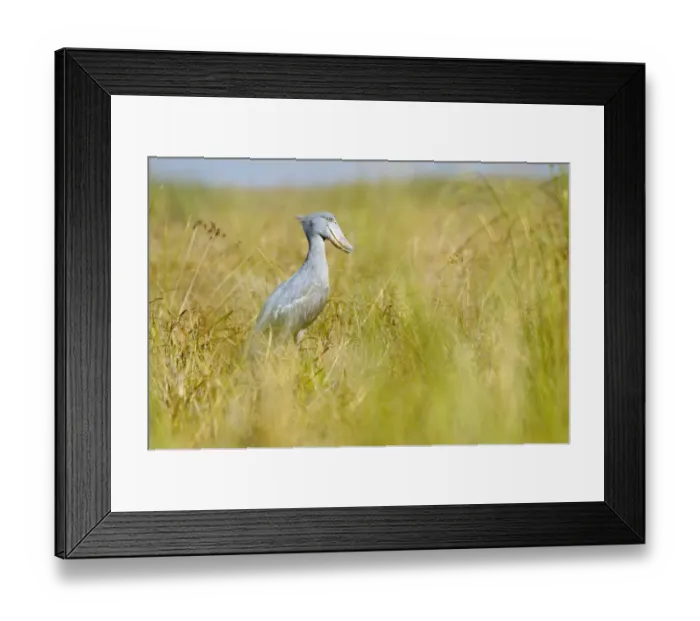 Framed Print : Shoebill, Bangwelu swamps, Zambia Framed Print : Shoebill, Bangwelu swamps, Zambia