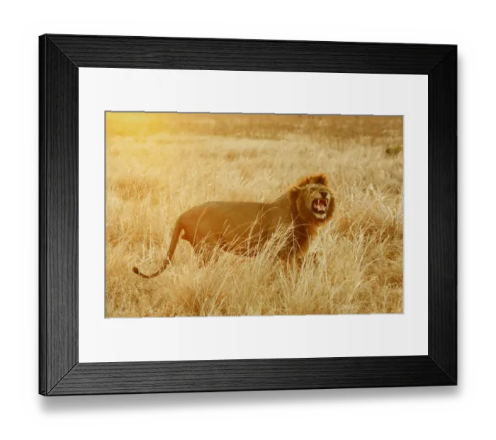 Framed Print : Lion, Katavi National Park, Tanzania