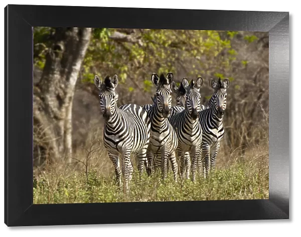 Plains Zebra, Mana Pools National Park, Zimbabwe