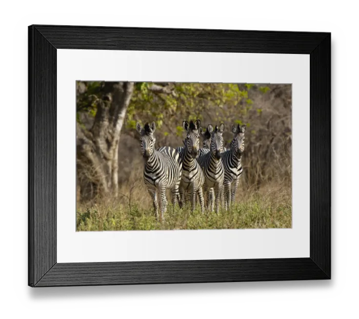 Framed Print : Plains Zebra, Mana Pools National Park, Zimbabwe Framed Print : Plains Zebra, Mana Pools National Park, Zimbabwe