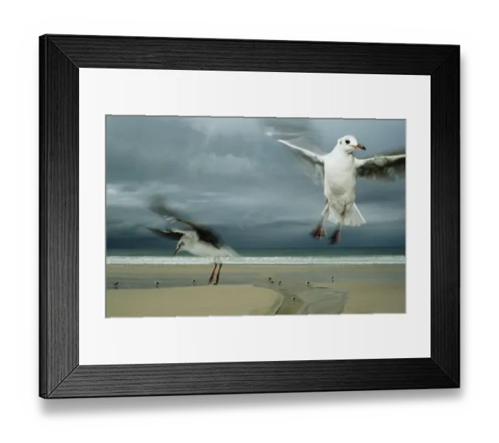 Framed Print : Hartlaubs gulls, Cape Town, South Africa Framed Print : Hartlaubs gulls, Cape Town, South Africa