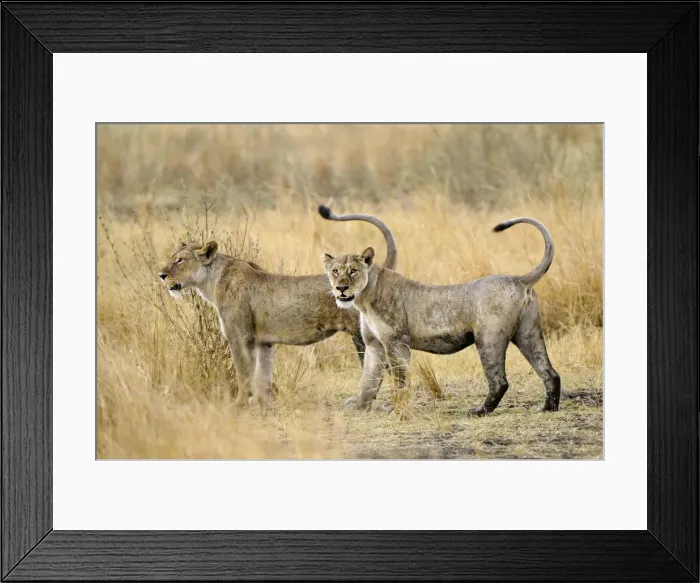 Framed Print : Lioness, Katavi National Park, Tanzania Framed Print : Lioness, Katavi National Park, Tanzania