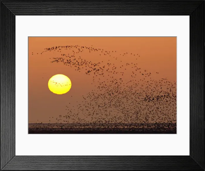 Framed Print : Knot, Snettisham, Norfolk, UK Framed Print : Knot, Snettisham, Norfolk, UK