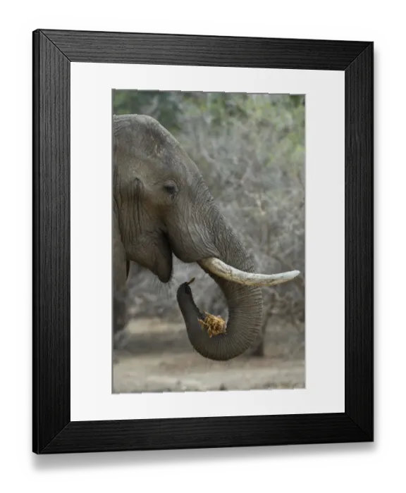 Framed Print : African elephant, Mana Pools NP, Zimbabwe