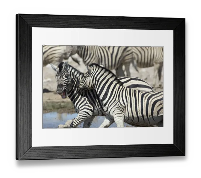 Framed Print : Plains zebra, Etosha National Park, Namib Framed Print : Plains zebra, Etosha National Park, Namib