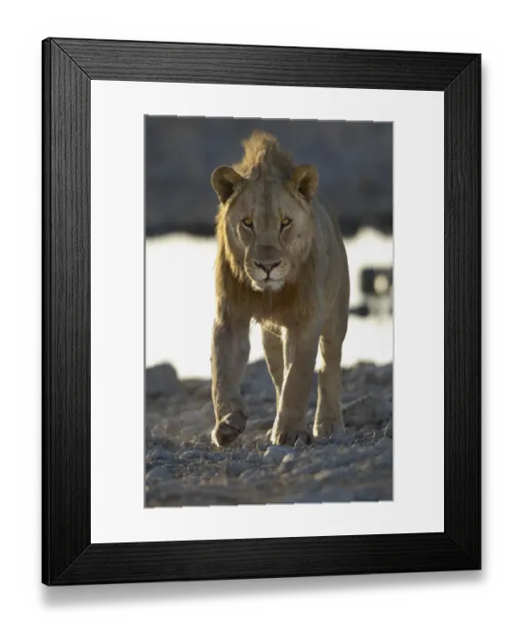 Framed Print : Lion, Etosha National Park, Namibia Framed Print : Lion, Etosha National Park, Namibia