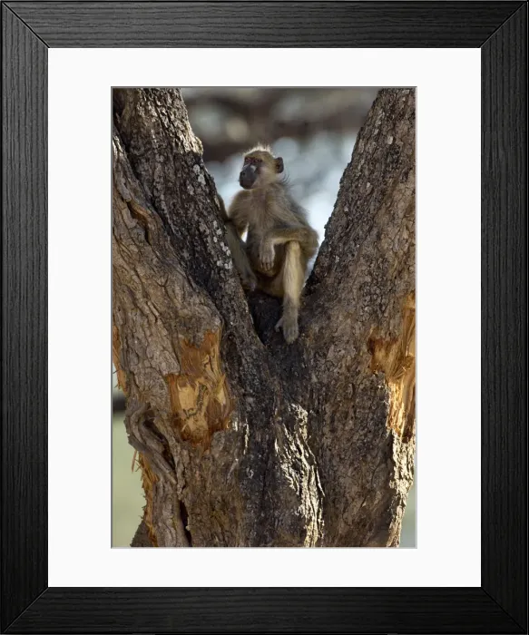 Framed Print : Chacma Baboon, Mana Pools National Park, Zimbabwe Framed Print : Chacma Baboon, Mana Pools National Park, Zimbabwe