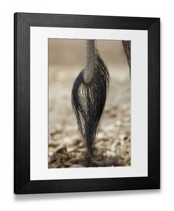 Framed Print : African Elephant tail (Loxoonta africana) Framed Print : African Elephant tail (Loxoonta africana)