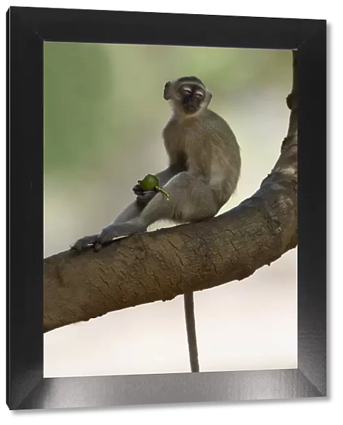Vervet Monkey, Mana Pools National Park, Zimbabwe