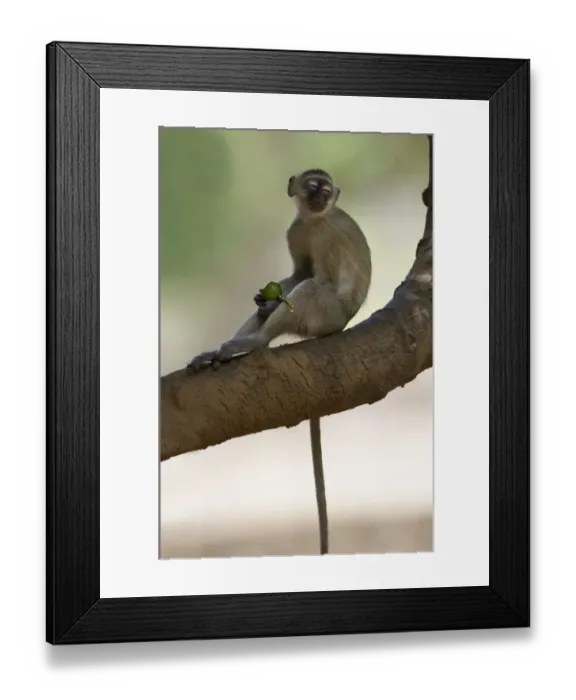 Framed Print : Vervet Monkey, Mana Pools National Park, Zimbabwe Framed Print : Vervet Monkey, Mana Pools National Park, Zimbabwe
