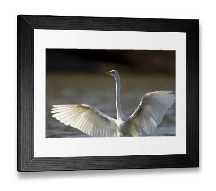 Framed Print : Great White Egret, Mana Pools National Park Framed Print : Great White Egret, Mana Pools National Park