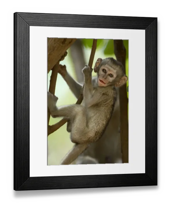 Framed Print : Vervet Monkey, Mana Pools National Park, Zimbabwe Framed Print : Vervet Monkey, Mana Pools National Park, Zimbabwe