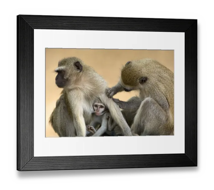 Framed Print : Vervet Monkeys, Mana Pools National Park, Zimbabwe Framed Print : Vervet Monkeys, Mana Pools National Park, Zimbabwe