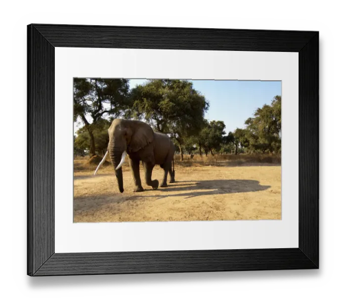 Framed Print : big, shadow, solo Framed Print : big, shadow, solo