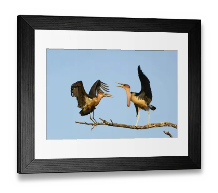 Framed Print : Two Marabou Stork argue over a perch Framed Print : Two Marabou Stork argue over a perch