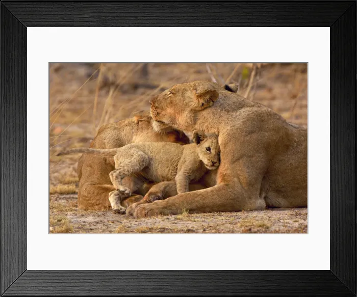 Framed Print : A Lion cub enthusiastically greets its mother Framed Print : A Lion cub enthusiastically greets its mother