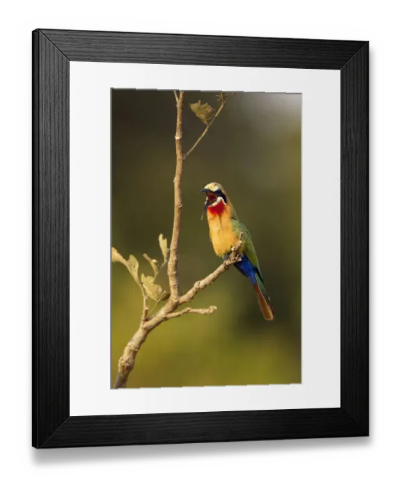 Framed Print : alarm, announce, call, colourfull Framed Print : alarm, announce, call, colourfull