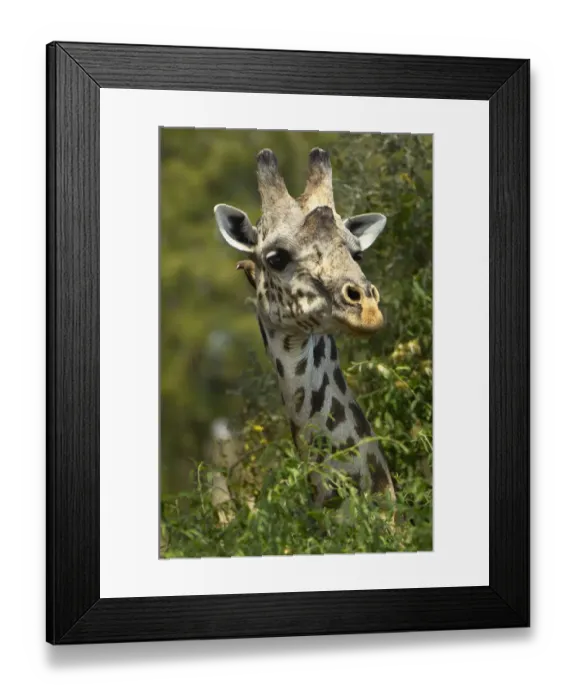 Framed Print : An Oxpecker peeps from behind a Giraffes head Framed Print : An Oxpecker peeps from behind a Giraffes head