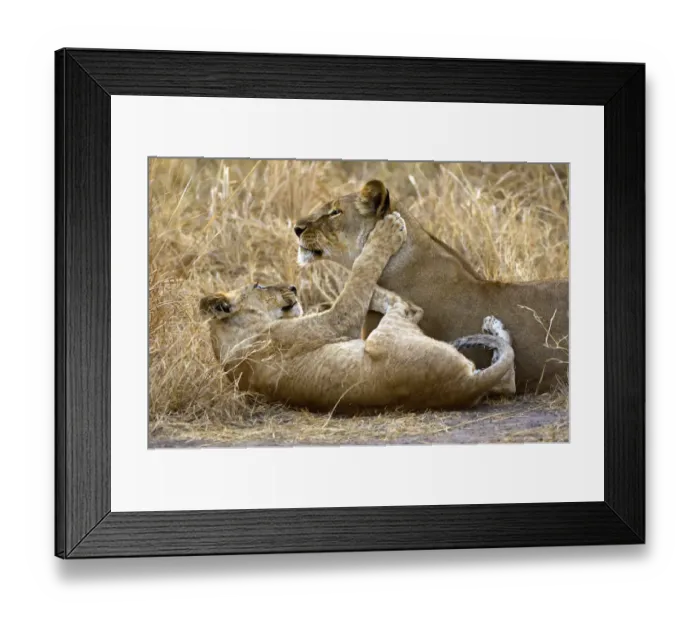 Framed Print : A lion cub plays with his mother Framed Print : A lion cub plays with his mother