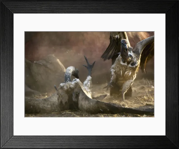 Framed Print : Two White-backed Vultures fight over spoils Framed Print : Two White-backed Vultures fight over spoils