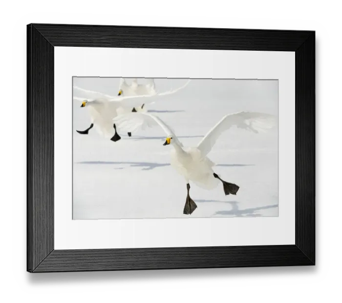 Framed Print : Whooper Swans (Cygnus cygnus) Framed Print : Whooper Swans (Cygnus cygnus)