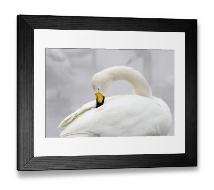 Framed Print : Whooper Swan (Cygnus cygnus) Framed Print : Whooper Swan (Cygnus cygnus)