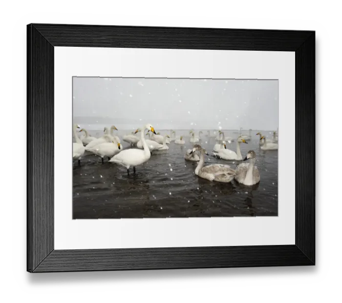Framed Print : Whooper Swans (Cygnus cygnus)