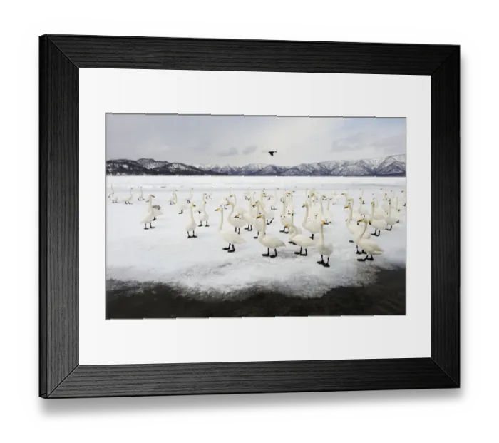 Framed Print : Whooper Swans (Cygnus cygnus) Framed Print : Whooper Swans (Cygnus cygnus)