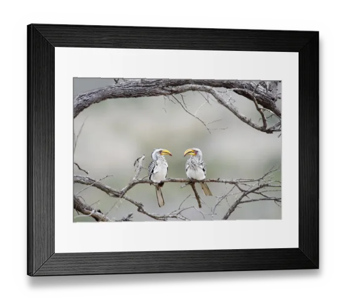 Framed Print : Southern Yellow-billed Hornbill, Tockus leucomelas Framed Print : Southern Yellow-billed Hornbill, Tockus leucomelas