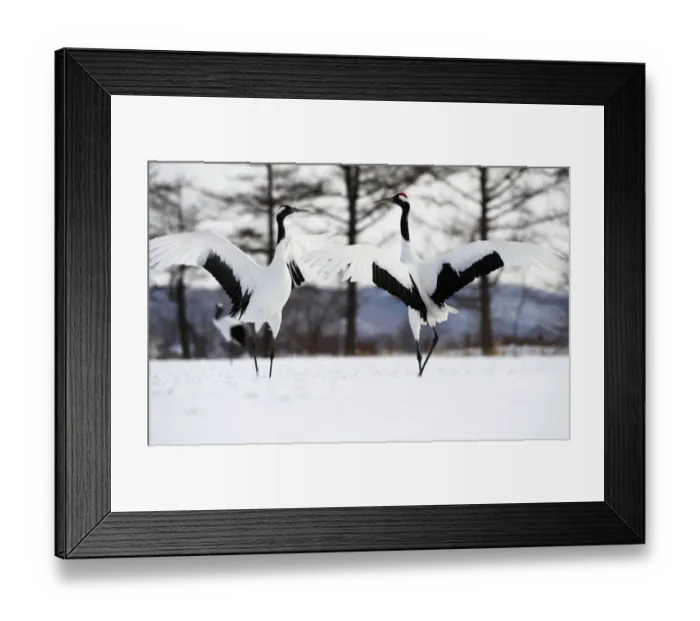 Framed Print : Red-crowned Crane (Grus japonensis) Framed Print : Red-crowned Crane (Grus japonensis)