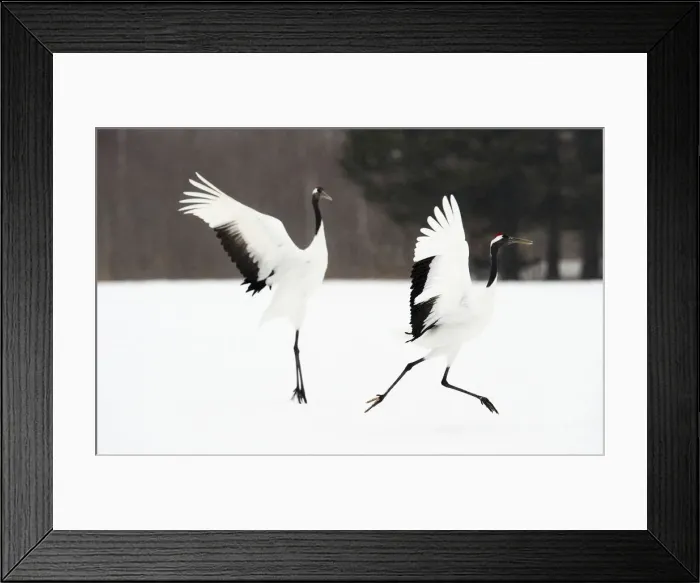 Framed Print : Red-crowned Crane (Grus japonensis) Framed Print : Red-crowned Crane (Grus japonensis)