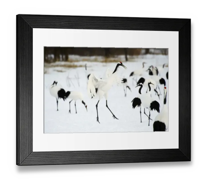 Framed Print : Red-crowned Crane (Grus japonensis)