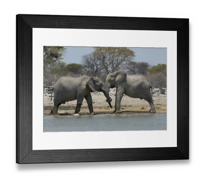 Framed Print : African elephants, Etosha National Park, Namibia Framed Print : African elephants, Etosha National Park, Namibia