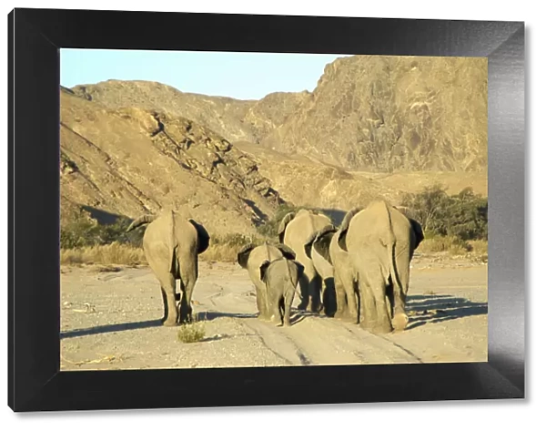African Elephant, Hoanib River, Namibia