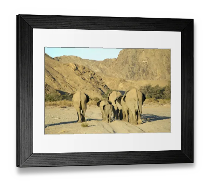 Framed Print : African Elephant, Hoanib River, Namibia Framed Print : African Elephant, Hoanib River, Namibia