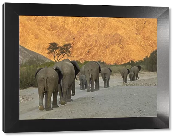 African Elephants, Hoanib River, Namibia